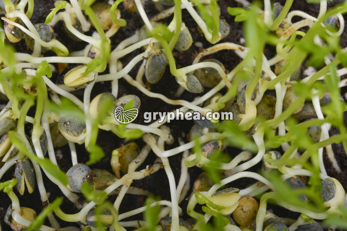 Germination des graines (détail) - gryphea.org